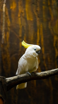 The birds with a pretty good intelligence