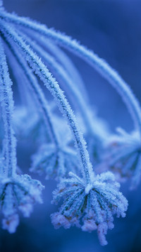 雪霜消后色