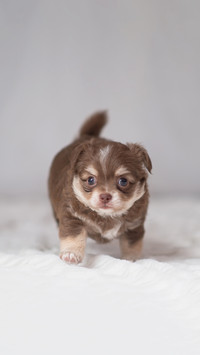 Chihuahua puppy Brown