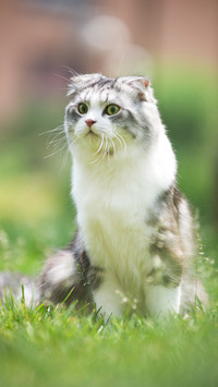 What the hell does the cat want to say 83
