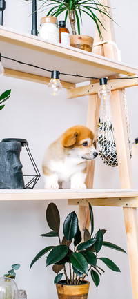 Corgi-PAIXIN