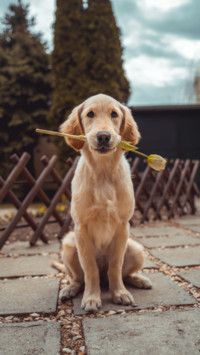 Cute Pups (1)