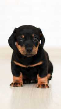 Cute Pups (10)