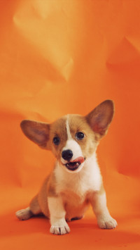 Cute Pups (2)