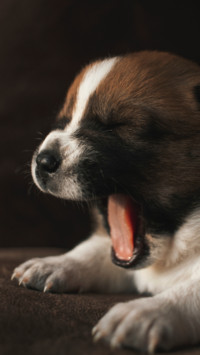Cute Pups (4)