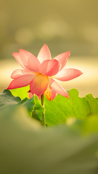 Lotus flowers in the morning light 2