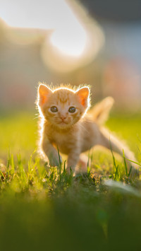 Cat pet cute animal kitten