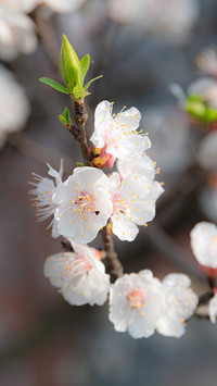 White cherry blossoms in spring