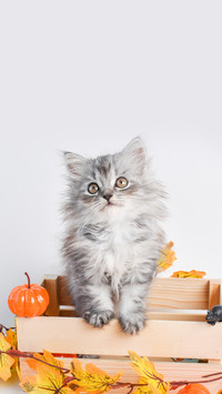 A Gray Kitten Is Sitting in a Wooden Box Next to Pumpkins