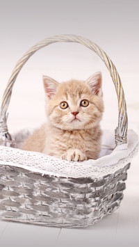 What to do if a cat loses its fur 2