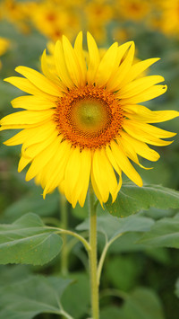 beautiful flower-01