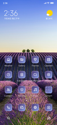Lavender Field