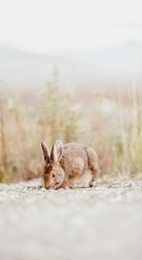 Easter (14)