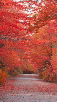 Canadian maple forest