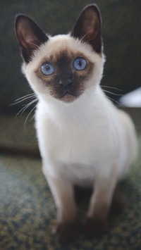 第一次养猫该如何选择