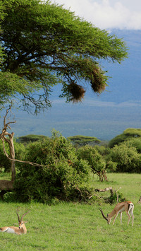 Scenery of kenya in africa