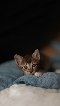 猫胆 小还是大