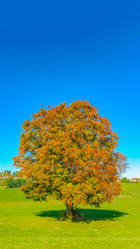 A lonely tree