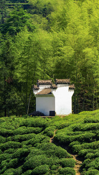 春日漫游指南