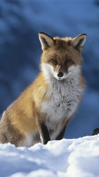4 most vengeful animals 2