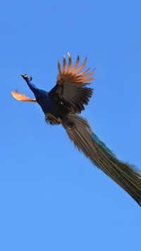 Peacocks dont fly often