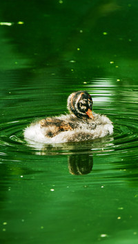 Ducks in the water