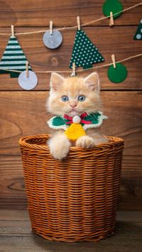A Cat Sitting in A Basket At Christmas