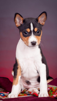 Dog13
