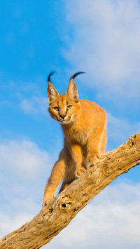 Cats with long antennas on their heads 57