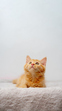 为什么十个橘猫九个胖