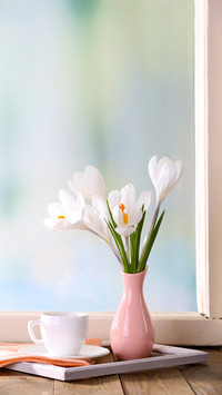 White crocus in vase on windowsill background