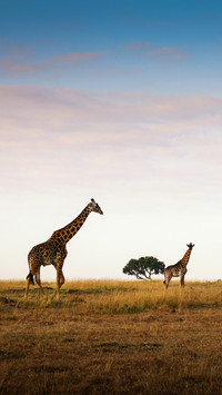 international_animal (8)