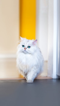 White cat chinchilla on a bright background