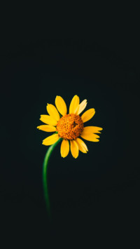 Amoled HD  (22)
