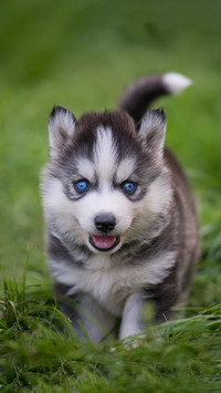 Dog501