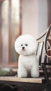 A funny white Bichon Frize with a beautiful haircut