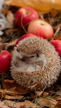 The hedgehog is lying on the fallen leaves