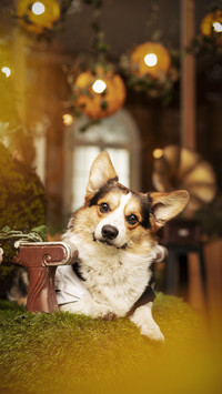 Seven Differences between Dogs and Wolves 9