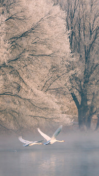 Two feathers break through the mist to meet the morning