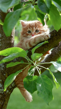 猫咪之间的战争