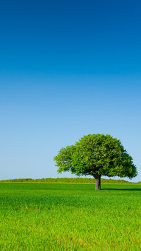 Green eye protection prairie wallpaper