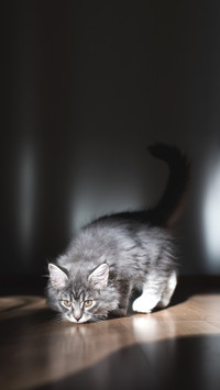 Blue tabby maine coon kitten smelling on the floor