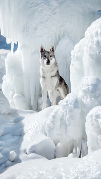 Small fresh meat in the wolf dog world 09