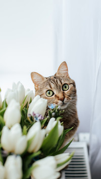 A brown tabby cat with green eyes sits on the windowsill