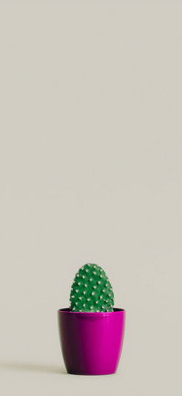 Colourful Cactus-PAIXIN