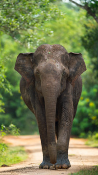 Harsha Narasimhamurthhy (14)