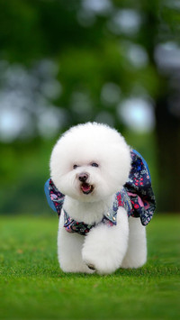 萌萌小可爱比熊犬