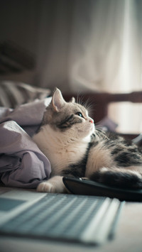 The Lovely Cat Lies on The Bed