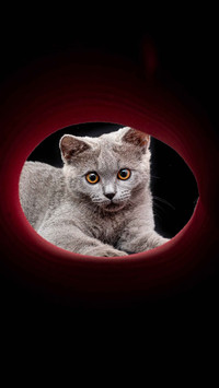 Measuring the psychological state of cats