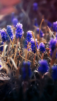 flowers macro blurring
